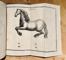1753 Reit Kunst Hippologie